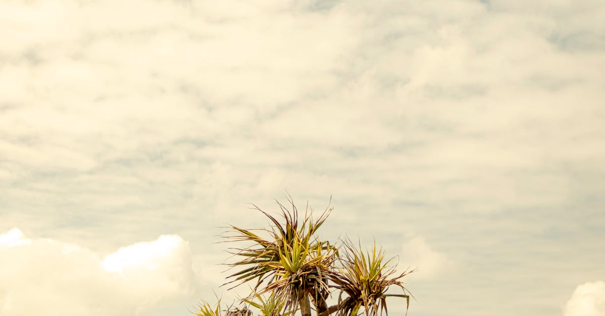 Importance of Load-Bearing Capacity in Deck Designs